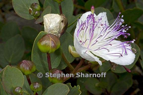 capparis spinosa 4 graphic